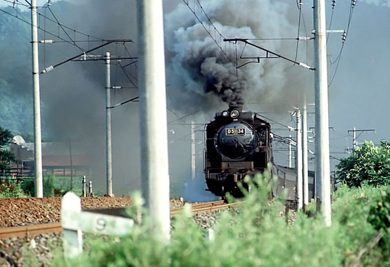 D51134