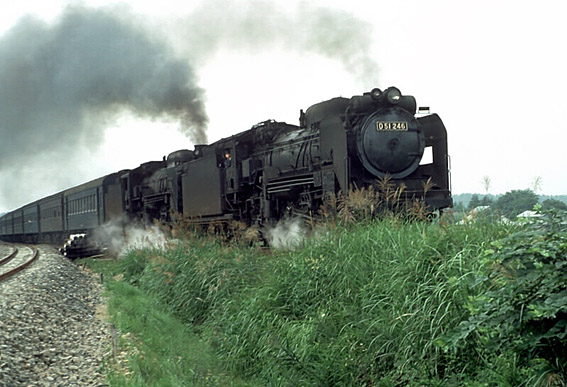 D51246