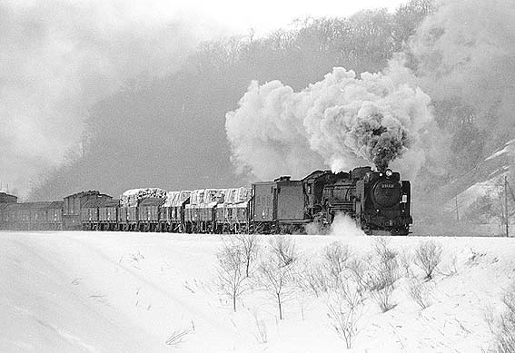 D51231
