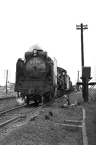D51931