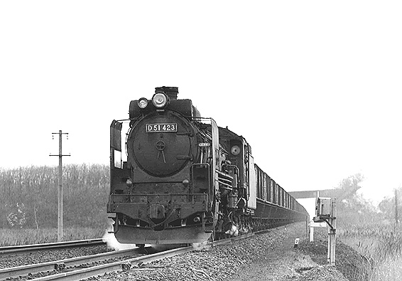 D51423